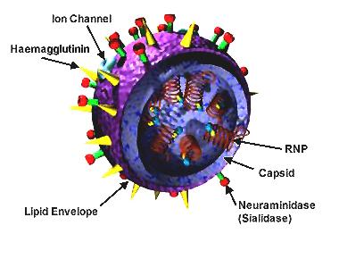 XNUMXD visualization of the influenza virus. From Wikipedia