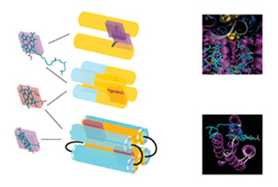 Different types of 'model proteins