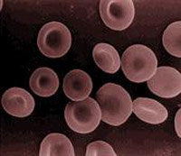 תאי דם אדומים. מקור: המכונים הלאומיים לבריאות nih.gov