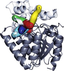 The release pathway of the degradation products in a computer simulation of the wild type of the DhaA enzyme that the scientists improved. Photo of Masaryk University