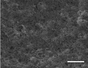 Carbon nanotubes grow. Photo: Brown University