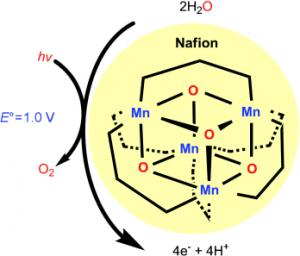 A catalyst that effectively catalyzes the essential half of the photooxidation reaction of water contains the element manganese.