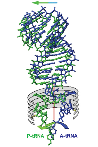 DNA