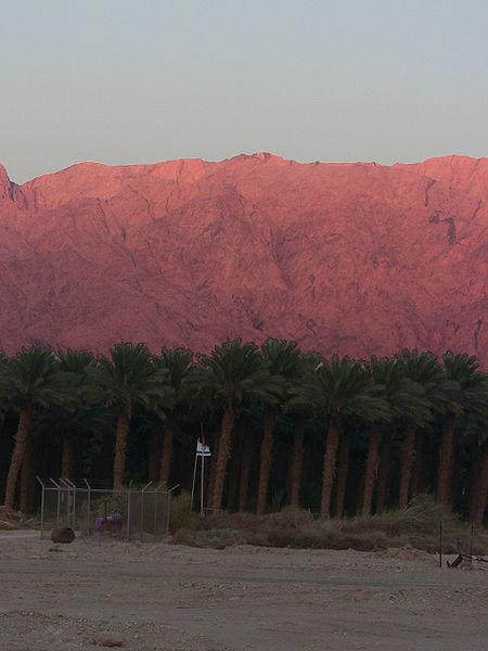 מטע תמרים ישראלי בערבה, על רקע הרי אדום. חשש להמלחת המים  צילום: מתוך ויקיפדיה