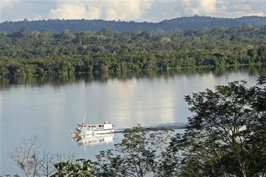 A typical forest in the Amazon