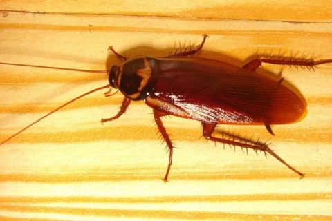 Cockroach - a resilient animal