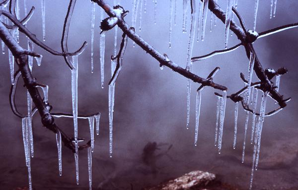 شجرة في الجليد. من موقع محمية يلوستون الطبيعية