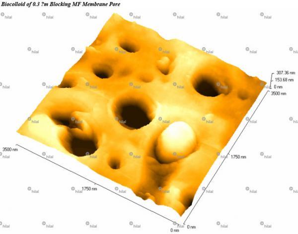 Imaging in an atomic force microscope of a biological blockage of the entrance to the membrane (photo: Nidal Hilal, University of Nottingham)