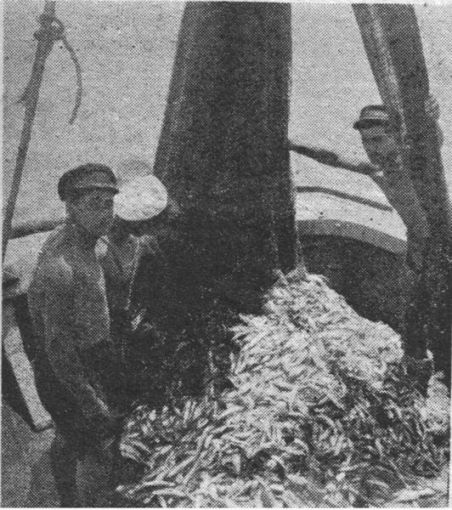 Members of Kibbutz Neve Yam and a bunch of sardines. 1945. From Wikipedia (copyrighted image)