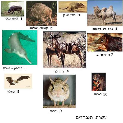 מינים בסכנת הכחדה מינים בסכנת הכחדה