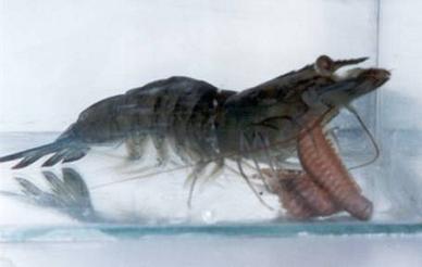 A marine shrimp that eats a worm. Photographer: Shmuel Ferns