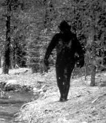 Bigfoot in a photograph by Ivan Marks in California in 1977