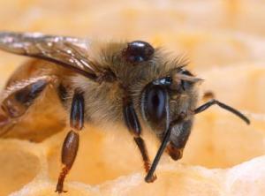 An infected bee carrying a mite. Photo: US Department of Agriculture