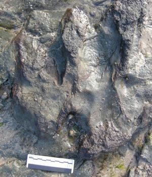 Large dinosaur footprints near Melbourne