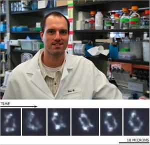 למעלה: דוקטור דניאל גיבסון, יוצרו של הכרומוזום הסינתטי הראשון. למטה,הכרומוזום הסינתטי הראשון, באורך של 580,000~ בסיסים.