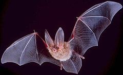 Image 1: Big-eared bat (Wikimedia).