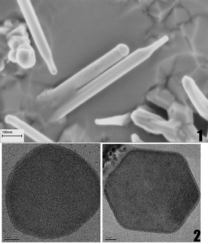 Nano devices. Courtesy of the Weizmann Institute