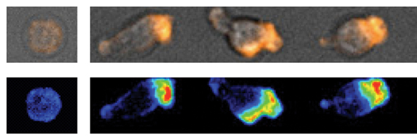 Movement of a white blood cell along a lymph node chemokine-coated surface. The pictures were taken at different time points, and before exposure to chemokine (time 0). The bottom bar represents the density of adhesion molecules displayed on the surface of the cell - red colors represent high density, blue colors represent low density. It can be seen that the adhesion molecules are more and more concentrated at the front of the cell, in response to the action of the chemokine. However, measurements show that the adhesion capacity of these molecules is very low, and that it increases when shearing forces are applied to the cells.