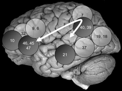 The location of intelligence in the brain