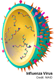 ווירוס השפעת. תמונה מתוך ויקיפדיה