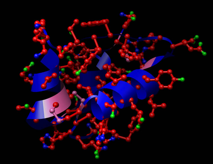 A molecule of insulin. Illustration - Wikipedia