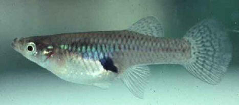Gambusia fish. Source - Wikipedia
