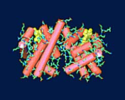 الهيكل المعزول لبروتين الهيموجلوبين. ذرات الكربون ملونة باللون الأخضر، وذرات النيتروجين باللون الأزرق، والأسطوانات الحمراء عبارة عن أجزاء من سلسلة البروتين على شكل حلزون ألفا، وباللون الأصفر يشار إلى المواقع التي تحتوي على ذرات الحديد المرتبطة بالأكسجين