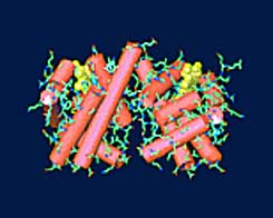 The isolated structure of the hemoglobin protein. Carbon atoms are colored in green, those of nitrogen in blue, the red cylinders are protein chain segments in the form of an alpha helix, and in yellow the sites containing the iron atoms that bind the oxygen are indicated