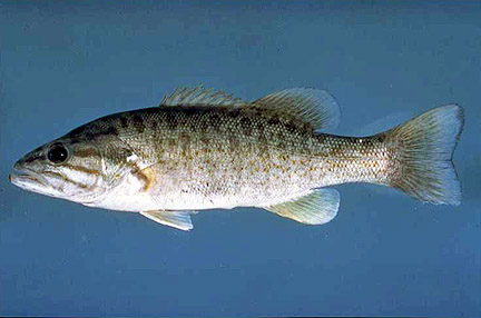 Smallmouth bass fish