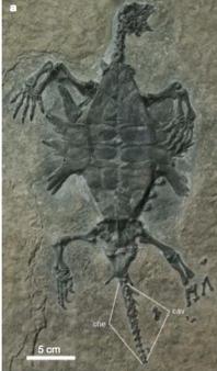 Odontochelys semistacea, a 220 million year old water turtle, from Beijing, ventral side