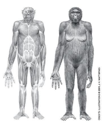 Aritipitacus inside and out. A new ancestor. Illustration: From the scientific article and the material distributed at the press conference