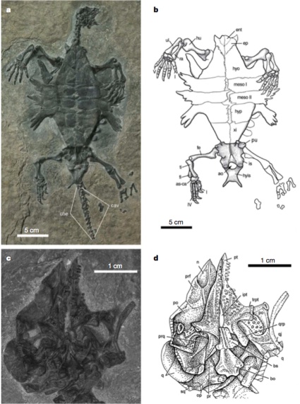 Odontochelys semistacea, 220 million year old water turtle, from Beijing, ventral side, several angles