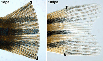 Zebrafish before and after amputation