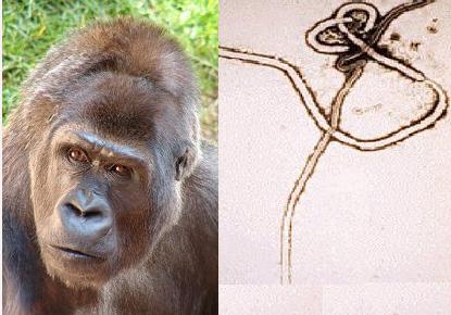 מימין: וירוס האבולה. משמאל - גורילה