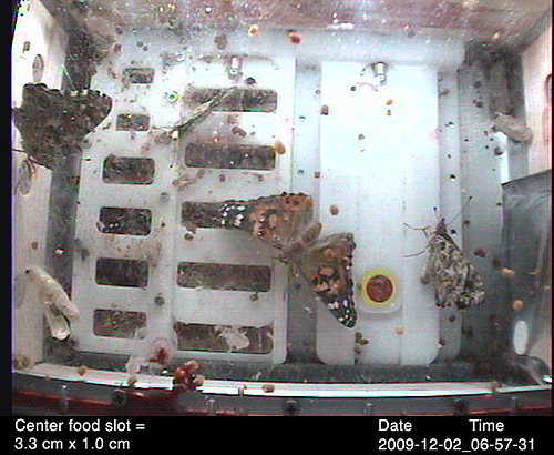 פרפרים בתחנת החלל. צילום: נאס''א