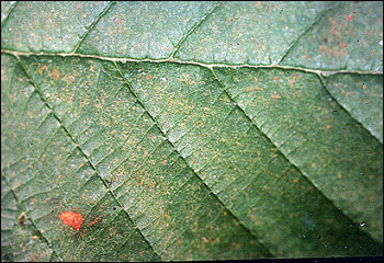 A leaf loses its color due to contact with ozone molecules. Photo from Wikipedia