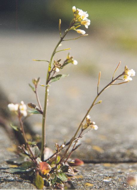 The white sedum plant will be used to produce plastic