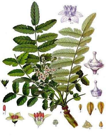 نبات اللبان. الصورة من ويكيبيديا