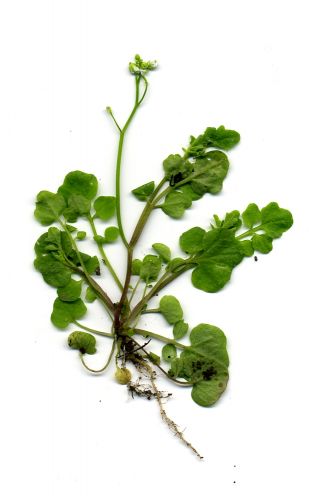 C. hirsuta, צמח שעיר.  צילום - ויקיפידיה