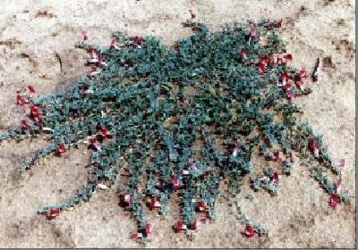 Harpagophytum procumbens / Devil's Claw