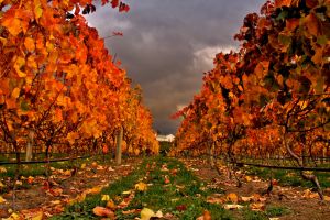 Autumn in a North American vineyard