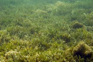 Seaweed in Australia