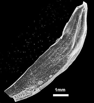 An ancient plant attacked by Hildon. Photo: Prof. Mordechai Keslo, Bar-Ilan University