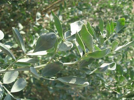 The magical indigo plant from which the indigo dye was produced in ancient times.