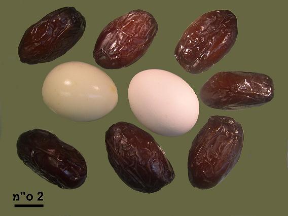 A date the size of an egg. Photo: Dr. Orit Shimhoni