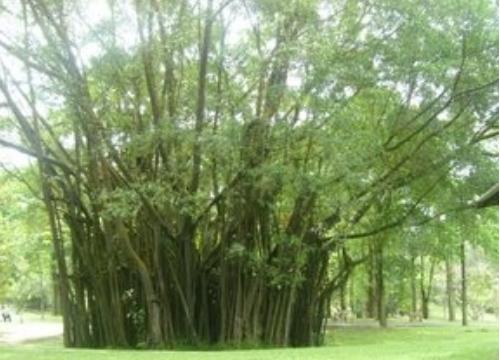 An old tree, from whose trunk come young branches