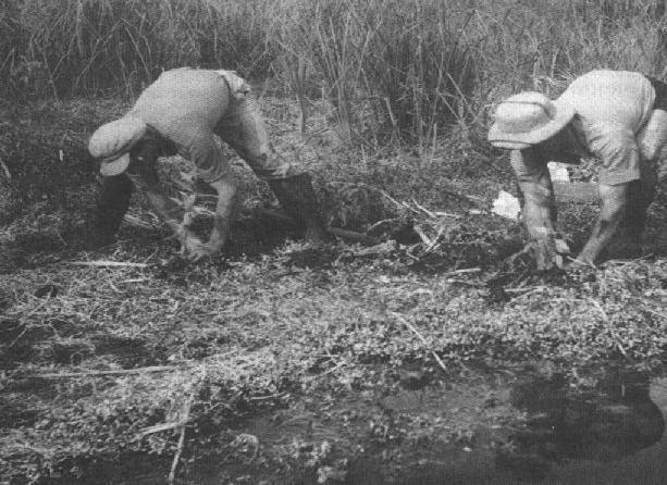 Swamps on the coastal plain. Photographed from before the establishment of the state