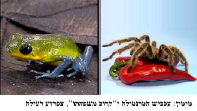מימין: עכביש רעיל, צפרדע ארסית