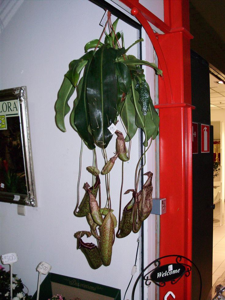 A carnivorous plant in a store in Antwerp. Photo:Roey Tsezana