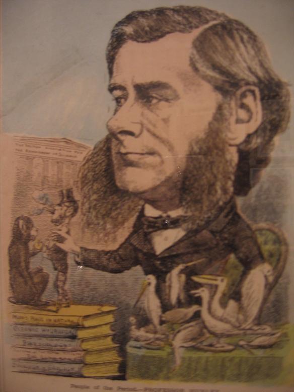 קריקטורה מהמאה ה-19 המתארת את עבודתו של דארווין. צולמה בתערוכת דארווין בפרנקפורט, מארס 2009. צילום: אבי בליזובסקי